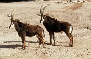 Hippotragus: Common Sable Antelope - Male and female