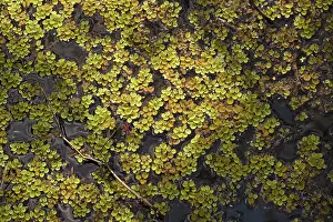 Minima: Common Salvinia - a floating water fern. Invasive