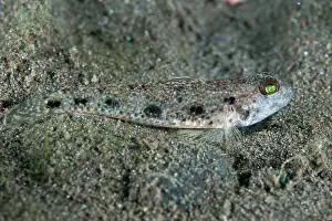 Goby: Common Sandgoby