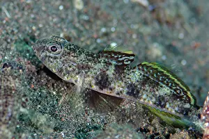 Gobiidae: Common Sandgoby with erect fin
