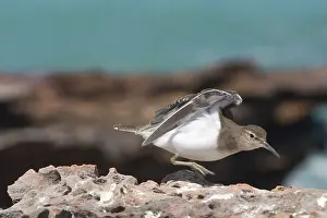 Actitis: Common Sandpiper