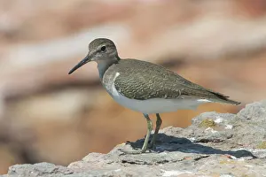 Actitis: Common Sandpiper