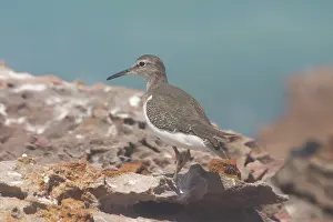 Actitis: Common Sandpiper