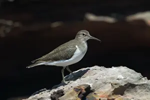 Actitis: Common Sandpiper