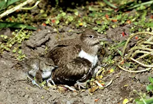 R T Smith: COMMON SANDPIPER