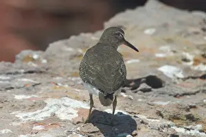 Actitis: Common Sandpiper