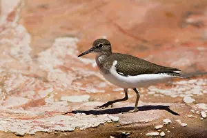 Hypoleucos: Common Sandpiper