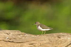 Actitis: Common Sandpiper