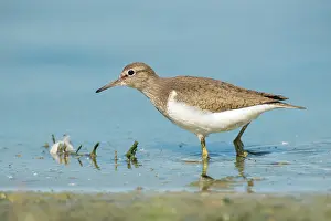 Actitis: Common Sandpiper