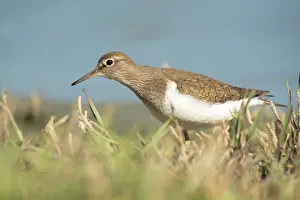 Actitis: Common Sandpiper
