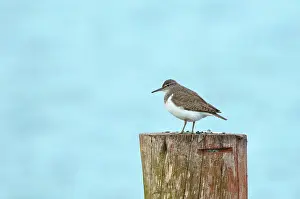 Actitis: Common Sandpiper