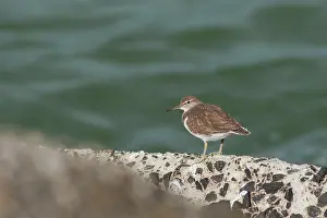 Actitis: Common Sandpiper