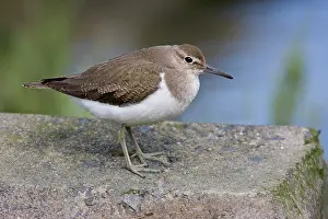 Actitis: Common Sandpiper