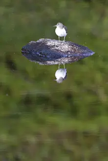 Actitis: Common Sandpiper (Actitis hypoleucos) standing