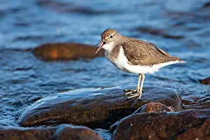 Hypoleucos: Common Sandpiper - adult calling by edge of lake