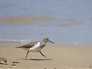 Malaysia: Common Sandpiper on beach Actitis hypoleucos Sab