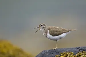 Mull: Common Sandpiper - calling on lochside territory