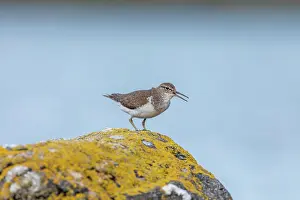 Call: Common Sandpiper - Calling - UK