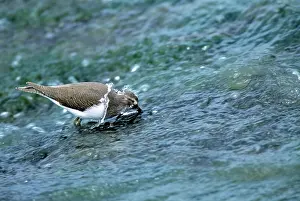 Actitis: Common SANDPIPER - feeding in a fast flowing stream