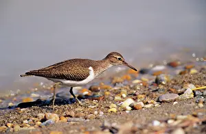 Hypoleucos: Common SANDPIPER - Feeding on lake edge