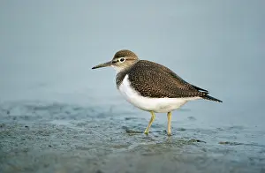 Hypoleucos: Common SANDPIPER - Feeding on lake edge