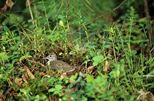 Hypoleucos: Common Sandpiper - on nest