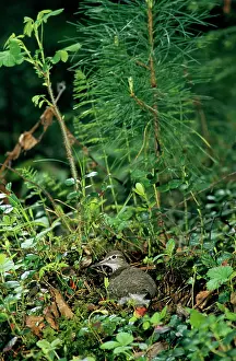 Hypoleucos: Common Sandpiper - on the nest; common but difficult