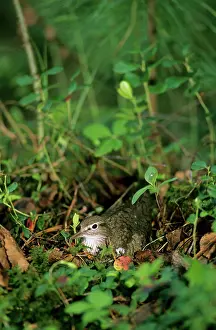 Hypoleucos: Common Sandpiper - on the nest; common but difficult