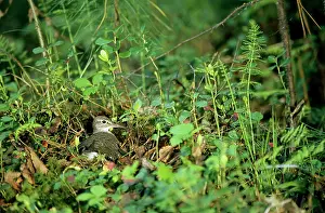 Hypoleucos: Common Sandpiper - on nest; common but difficult