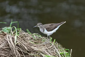River Bank: Common Sandpiper - River Bank - UK