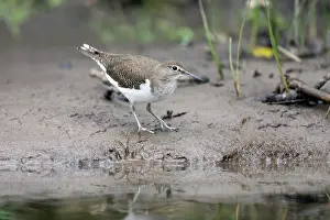 River Bank: Common Sandpiper - River Bank - UK