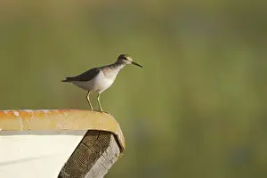 Hypoleucos: Common Sandpiper - On Small Boat