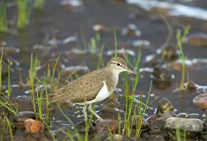 Actitis: Common Sandpiper - Standing on pebbles beside water