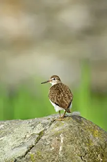 Actitis: Common Sandpiper - Standing on rock