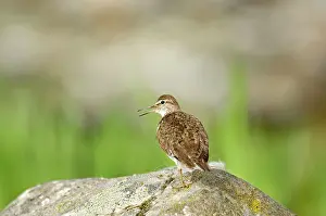 Actitis: Common Sandpiper - Standing on rock calling
