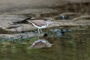 Bank: Common Sandpiper - in Water - UK
