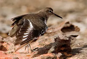 Hypoleucos: Common Sandpiper - wing stretching