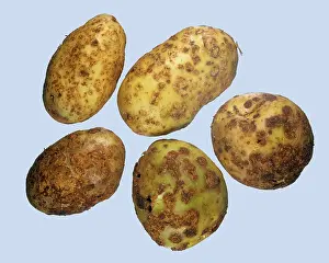 Marks: Common scab