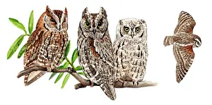 Scops: Common Scops-Owl