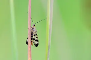 Sint: Common Scorpionfly