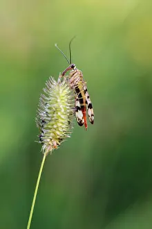 Panorpa: Common Scorpionfly