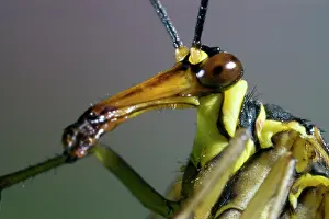 Panorpa: Common Scorpionfly