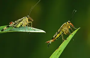 Communis: Common Scorpionfly (Panorpa communis) male and