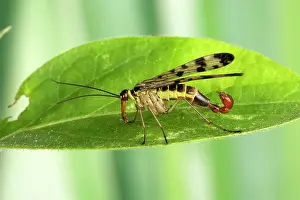 Sting: Common Scorpionfly - the recurved abdomen is used
