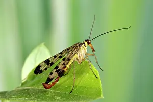 Sting: Common Scorpionfly - the recurved abdomen is used