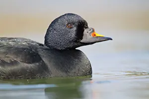 Melanitta: Common Scoter
