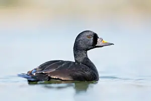 Melanitta: Common Scoter