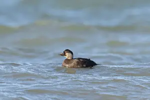 Wave: Common Scoter drake