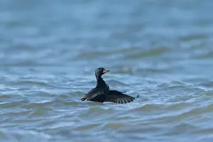 Wave: Common Scoter drake