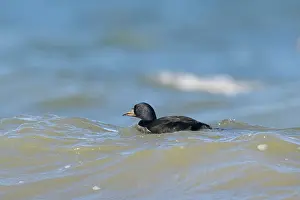 Wave: Common Scoter drake